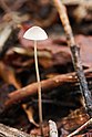 3 - Mycena sp.