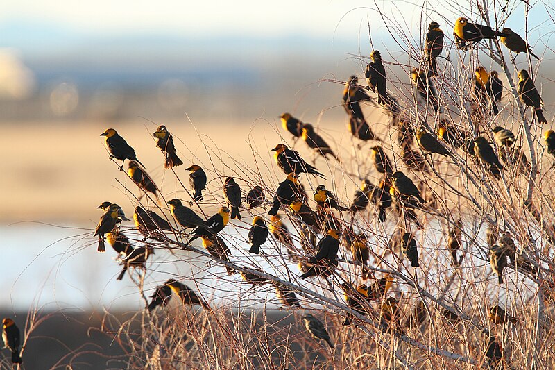 File:Yellow-headed Blackbird flock.jpg