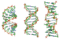 A-DNA, B-DNA and Z-DNA.png