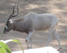 Addax.jpg