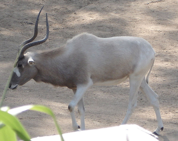 File:Addax.jpg