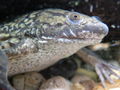 African clawed frog (Xenopus laevis)