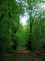 The lime tree avenue in Anderson's Plantation.