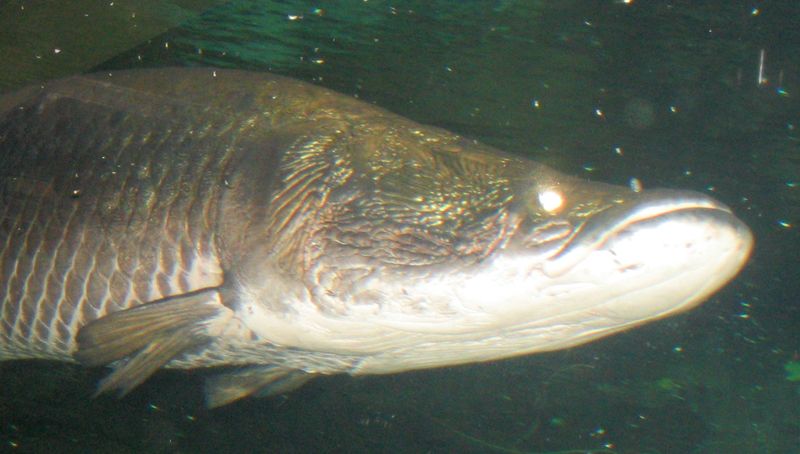 File:Arapaima gigas.jpg