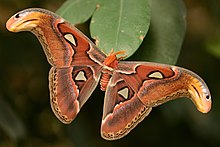 large reddish-brown moth perched on a leaf