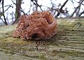 Tremella foliacea