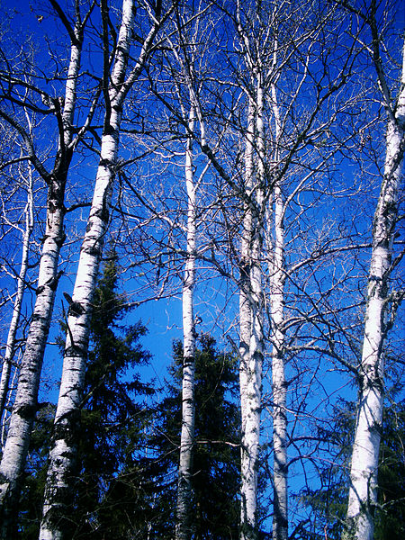 File:Birchtrees.jpg