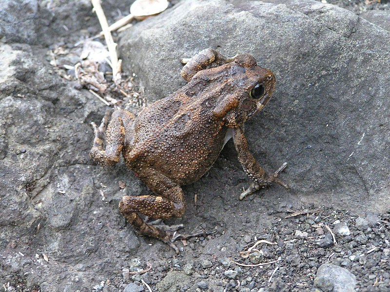 File:Bufo gutturalis.jpg