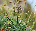 Альпийский ятрышник (Chamorchis alpina)