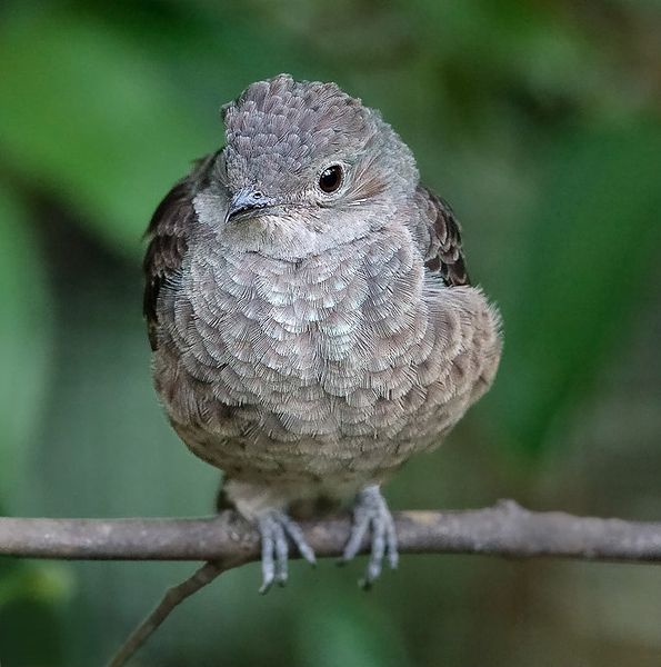 File:Cotinga cayana-20090209.jpg