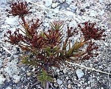 Crassula fascicularis - Bakoven.jpg