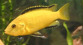 Labidochromis caeruleus