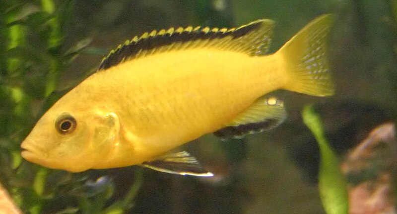 File:Electric Yellow Lab Cichlid.jpg