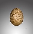 Egg