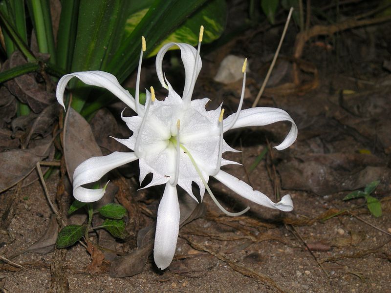 File:Flower with pollen.JPG