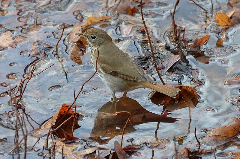 File:Hermit Thrush (13635301894).jpg