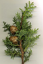 Thumbnail for Cupressus sempervirens