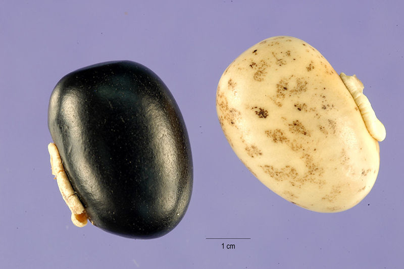 File:Mucuna-pruriens-seeds.jpg