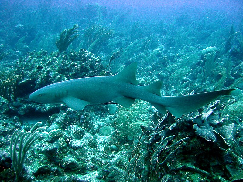 Файл:Nurse Shark 4472.jpg