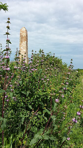 File:Phlomis tuberosa sl11.jpg