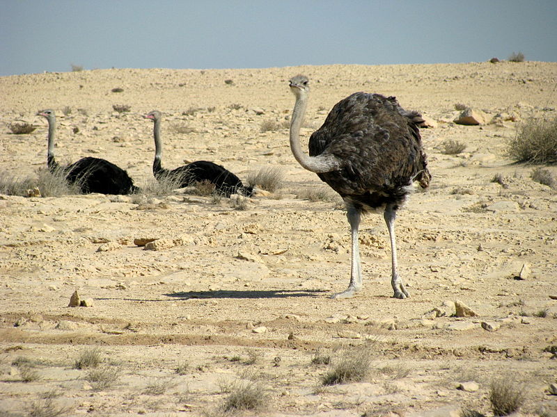 Файл:Qatari ostriches (3206781575).jpg