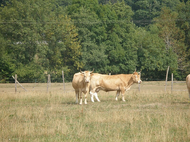 Archivo:Raza bovina pirenaica.JPG