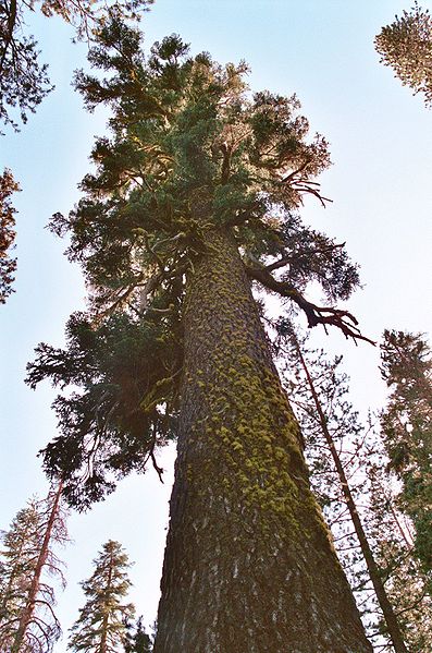 File:Red fir.jpg