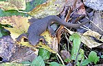 Rough-skinned newt