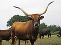 Cachena cow from Portugal