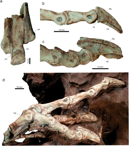 Файл:Vespersaurus foot.png