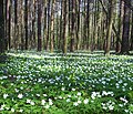 Wood anemones can form large colonies in suitable conditions