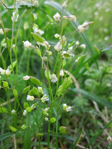 Archivo:20130421Draba verna2.jpg