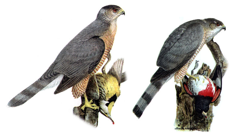 File:Accipiter cooperii striatusDO1908P0203A.jpg