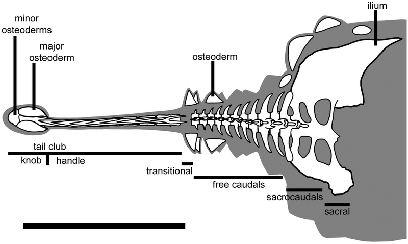 File:Ankylosaurus tail terminology.png