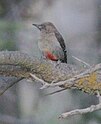 Picture of an Arabian woodpecker sitting on a tree branch looking to the left, with grey chest, red under-belly and dark grey wings with white dots.