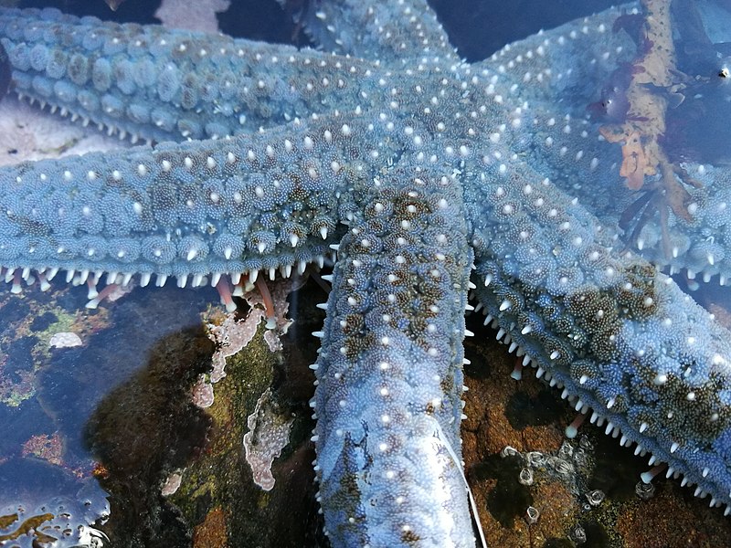 File:Astrostole scabra sea star.jpg