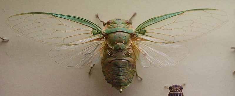 File:AustralianMuseum cicada specimen 20.JPG