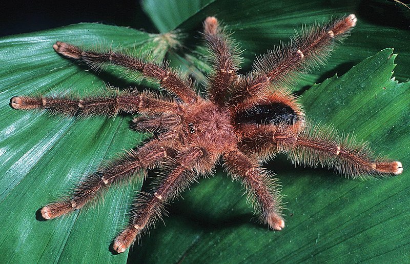 File:Avicularia lynnae male ZK209.jpg