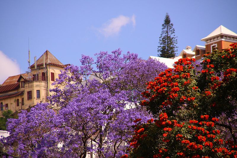 File:Beautiful jacaranda Antananarivo Madagascar.jpg