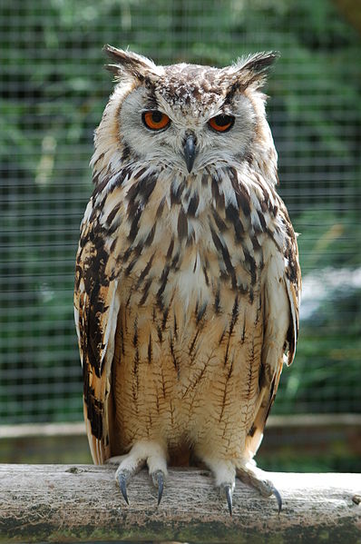 File:Bengalese Eagle Owl.jpg