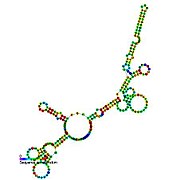 BsrG: Secondary structure taken from the Rfam database. Family RF01412