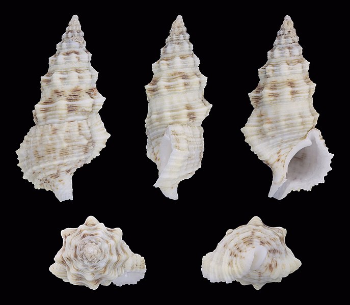 File:Cerithium columna 01.jpg