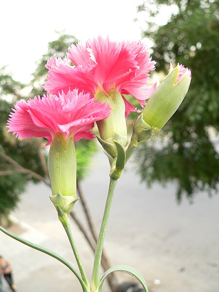 Файл:Dianthus schabaud.JPG