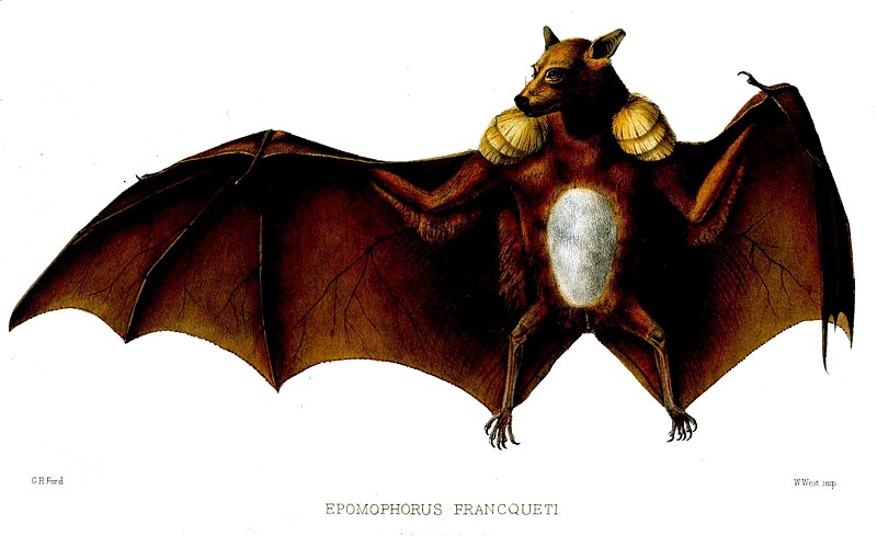 File:EpomophorusFranquetiFord.jpg