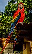 Guacamaya habita la mayor parte del territorio venezolano.