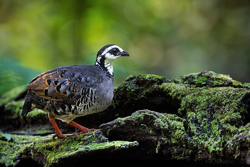 File:Gray-breasted Partridge 0A2A3088.jpg