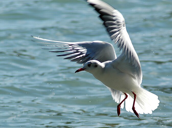 Озёрная чайка (Larus ridibundus)