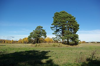 Меремяэские сосны