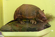 Brown armadillo