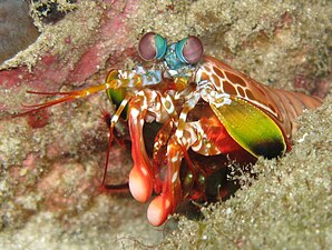 Mantis shrimp have the most advanced eyes in the animal kingdom,[234] and smash prey by swinging their club-like raptorial claws.[235]